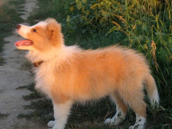 Border collie
