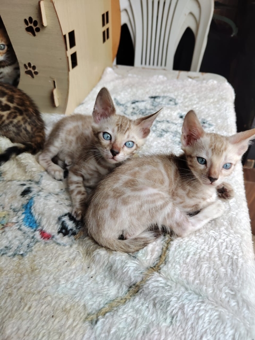 Bengal