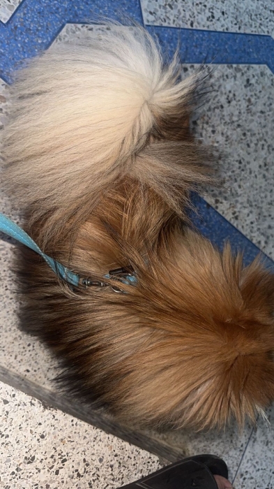 Spitz