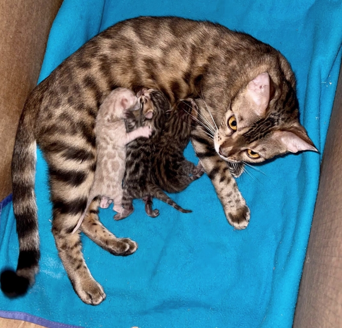 Chat Bengal
