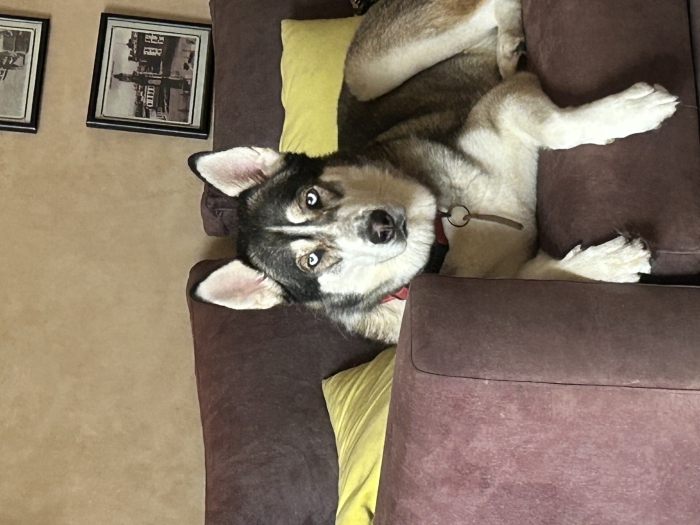 Husky a adopter
