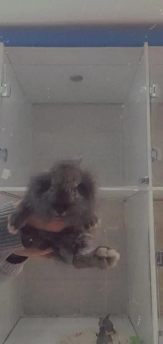 Lapin Angora