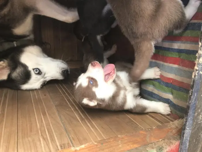 Husky a vendre