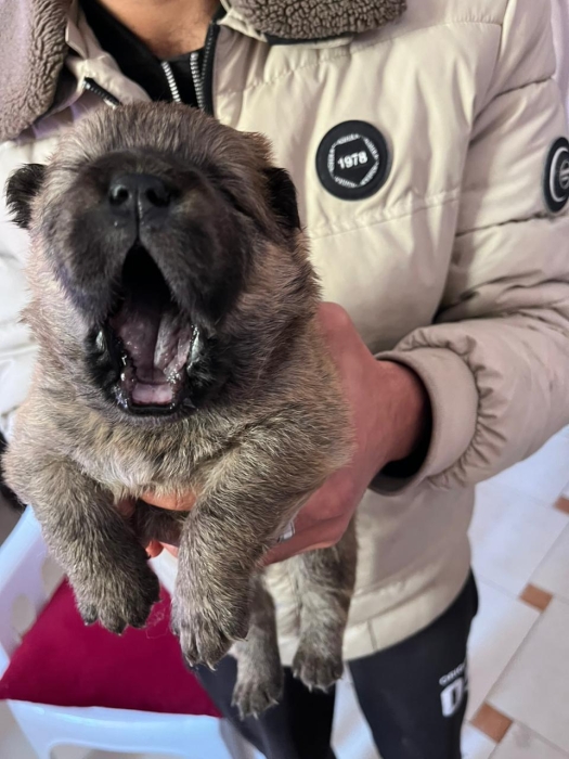 Chow Chow pure race