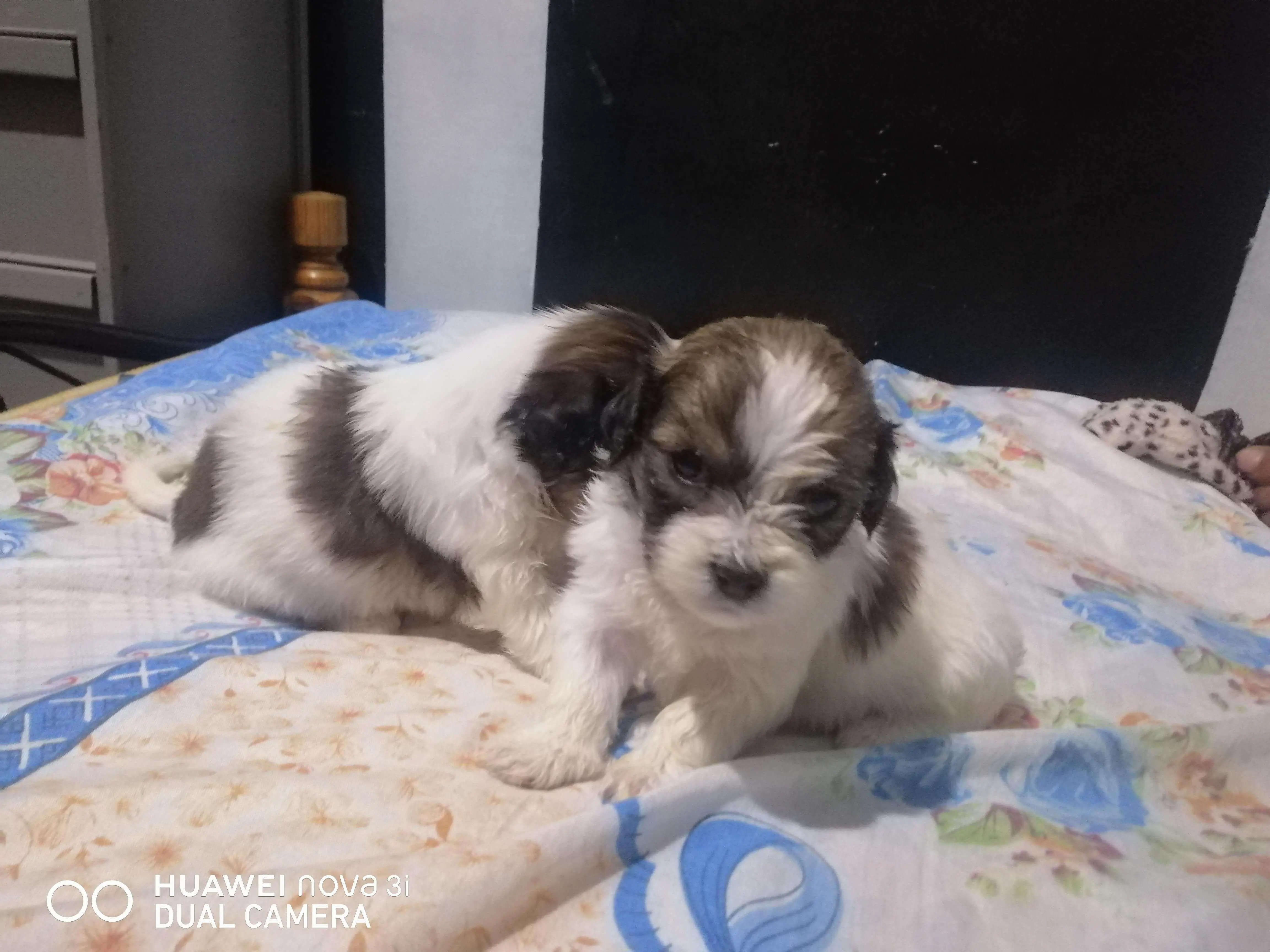 Caniche