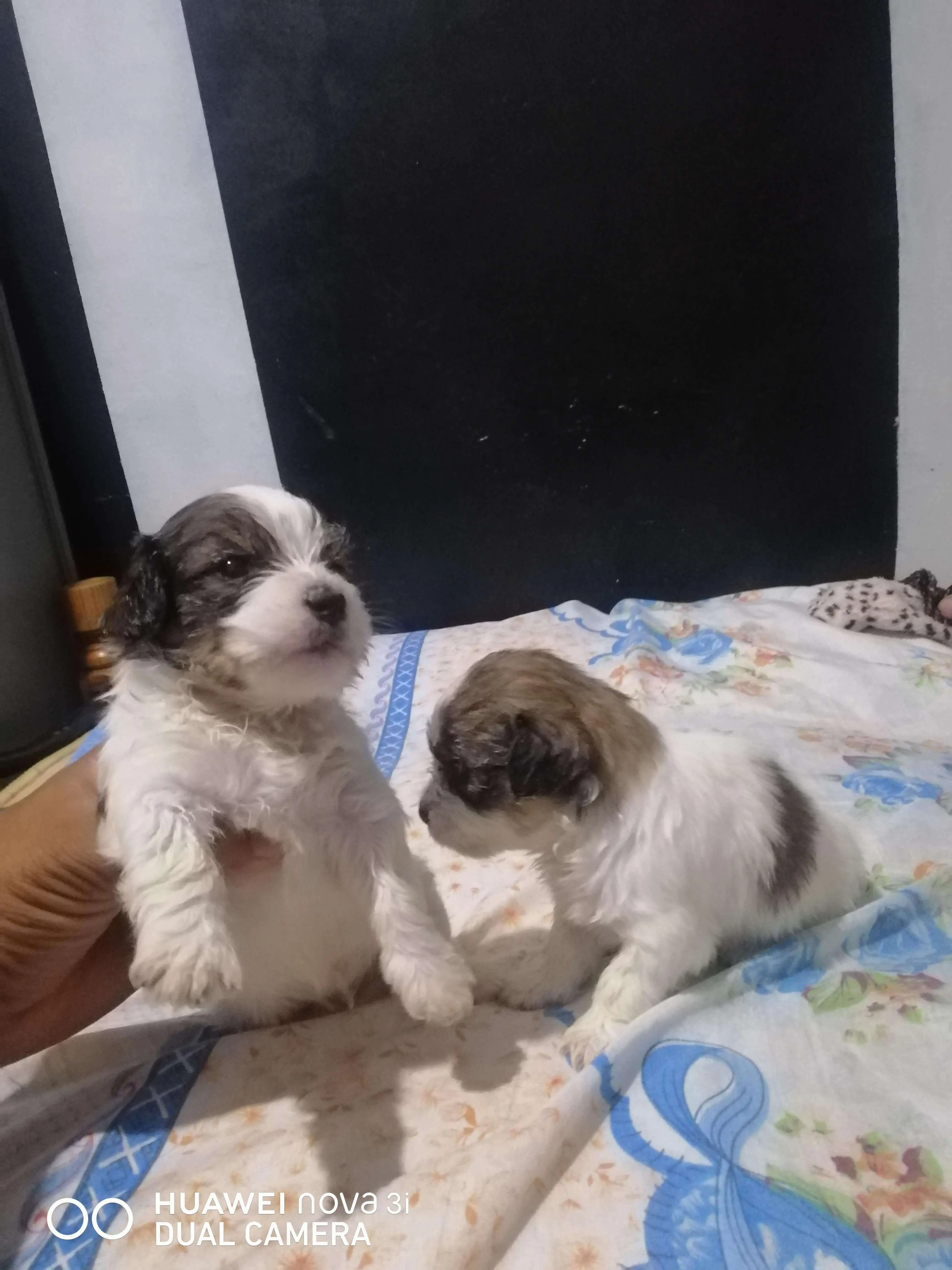 Caniche
