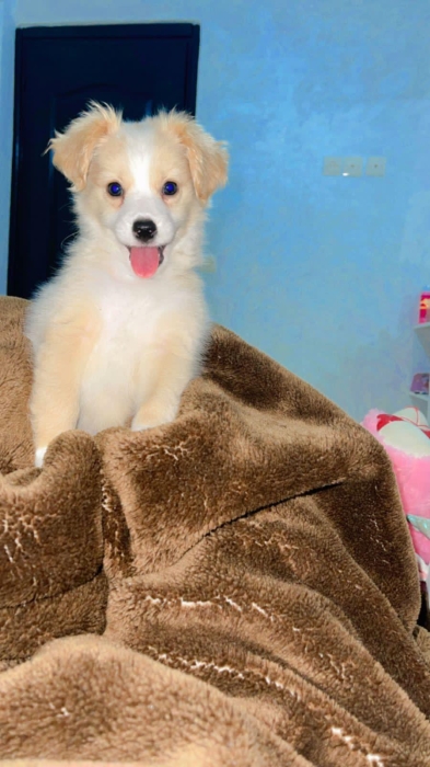 Border collie