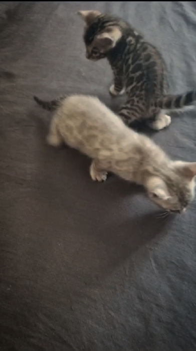 Chat bengal
