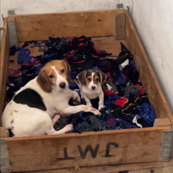 Beagle