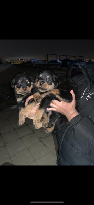 rottweiler