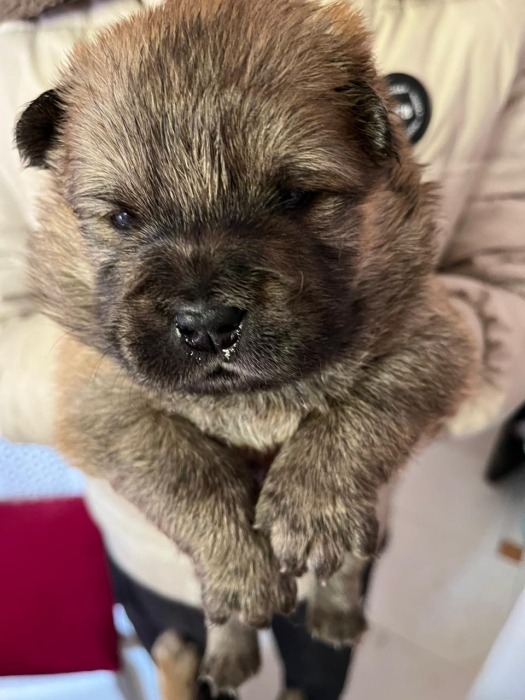 Chow Chow pure race