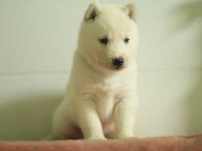 Husky