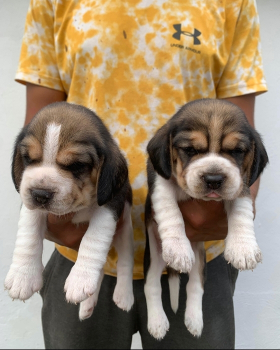 Beagle
