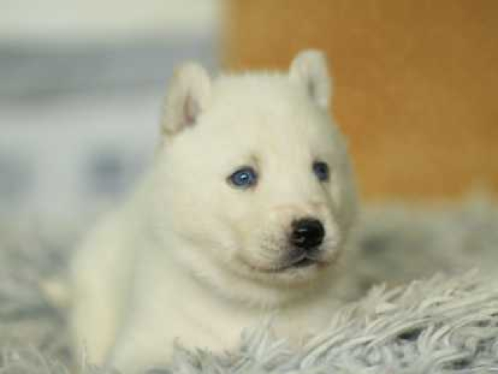 Husky