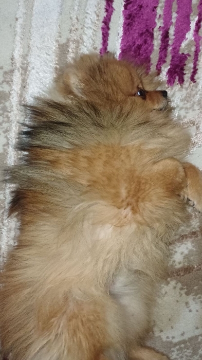 Spitz