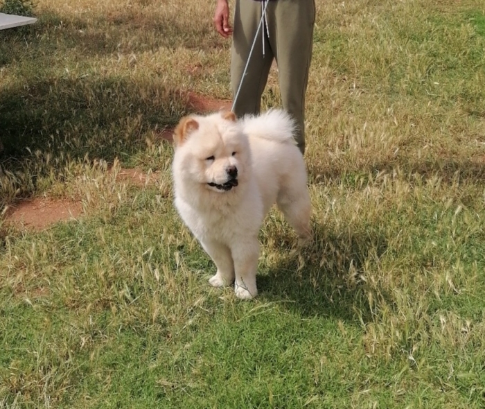 Chow Chow
