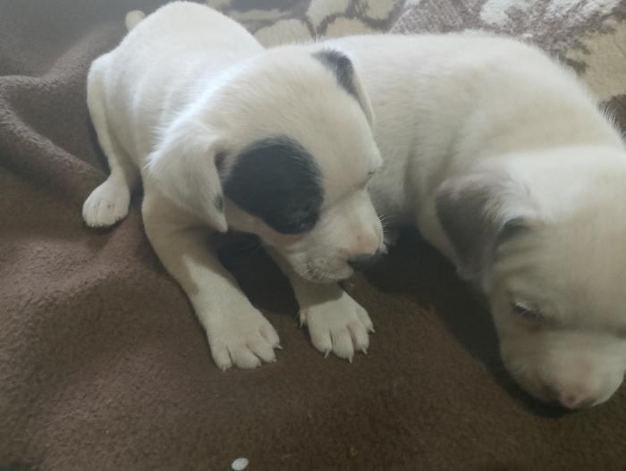 Chiots jack Russell
