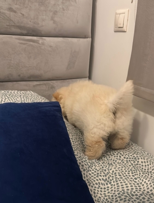 Chow Chow