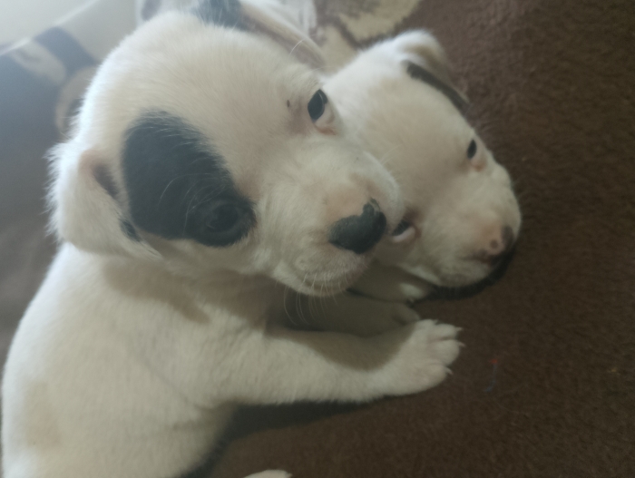 Chiots jack Russell