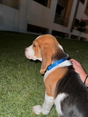 Beagle