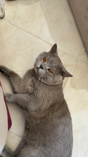 British shorthair pour accouplement