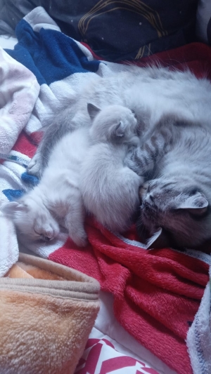 Chat siamois tigrè