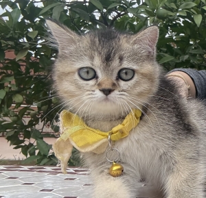 Sublime chatton Scottish longhair(2mois) avec carnet de vaccination