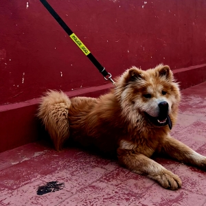 Chow chow vacciné