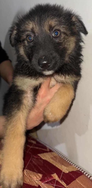 Berger Allemand