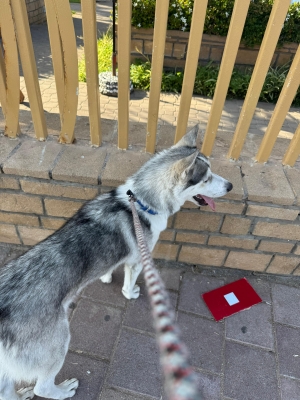 Husky 7 mois