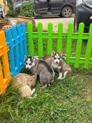 Husky sibérien ❄