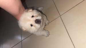 Chow chow femelle