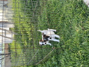 Jack Russell