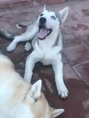 Femelle husky